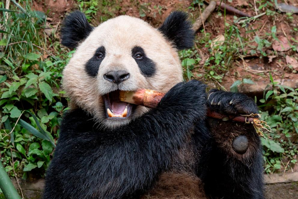 PHOTO: Two pandas, Yun Chuan and Xin Bao, are relocating from China to the United States and will be welcomed to the San Diego Zoo.