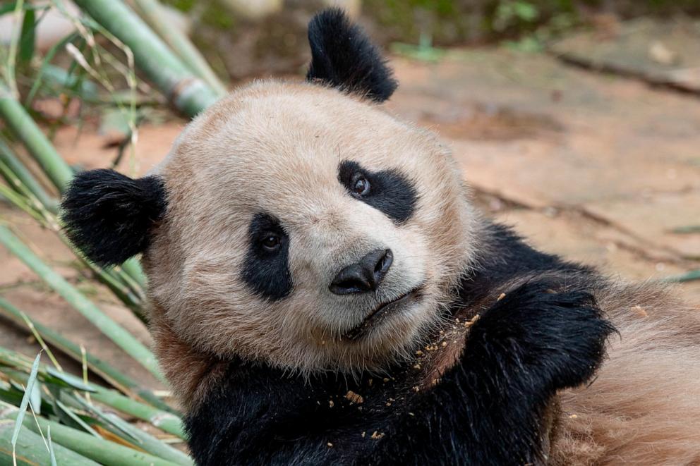 PHOTO: Two pandas, Yun Chuan and Xin Bao, are relocating from China to the United States and will be welcomed to the San Diego Zoo.