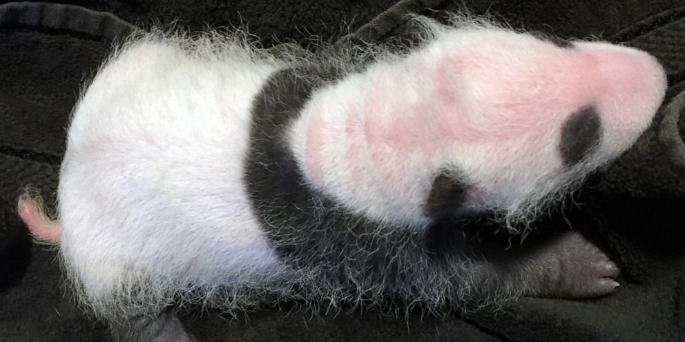PHOTO: Keepers performed a quick exam on the giant panda cub Sept. 13. It appears to be healthy and strong!