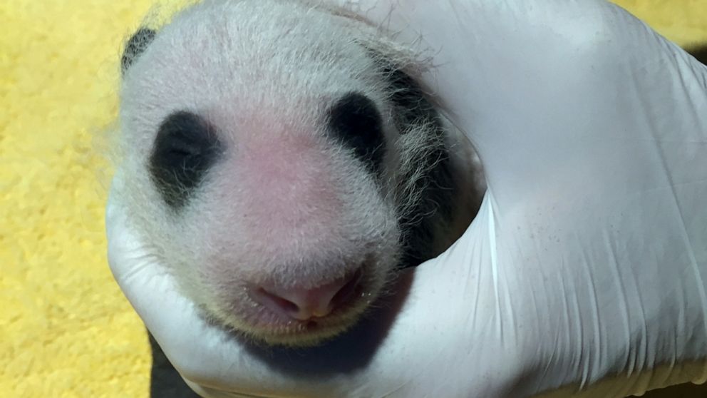 Mei Xiang, the 22-year-old giant panda, gave birth to the cub on Friday, according to the National Zoo in Washington, D.C.