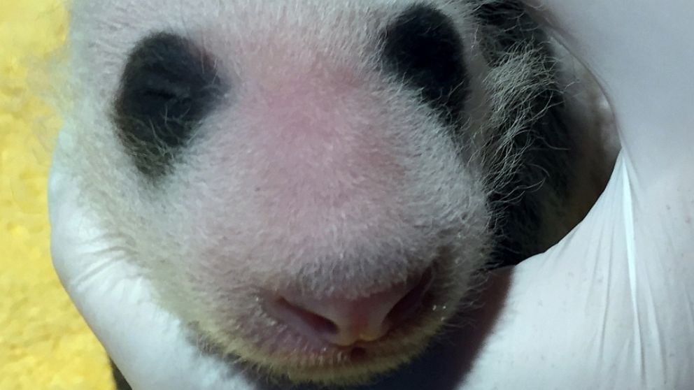 PHOTO: Keeper Marty Dearie holds the Smithsonian's National Zoo's 3-week-old giant panda cub.