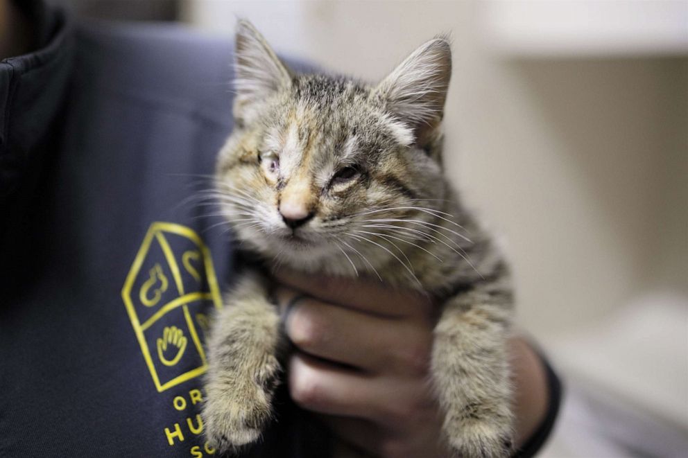 PHOTO: Ilene the kitten was found wrapped in a pile of trash by a good Samaritan in California and brought to the Oregon Humane Society. She has a condition which resulted in her blindness.