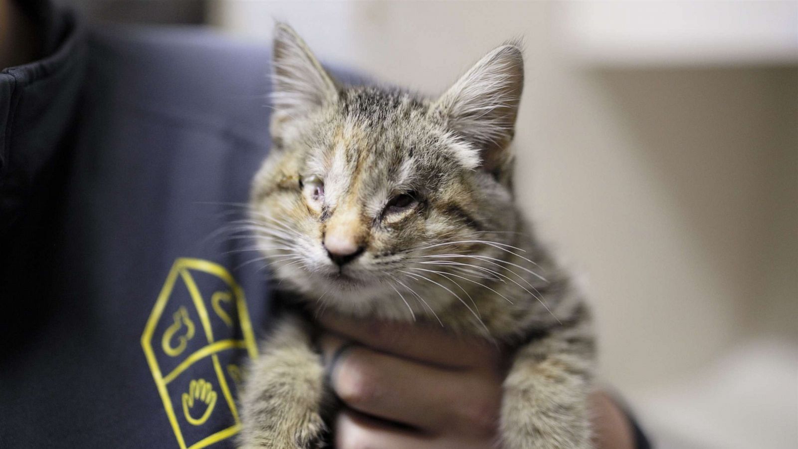 PHOTO: Ilene the kitten was found wrapped in a pile of trash by a good Samaritan in California and brought to the Oregon Humane Society.