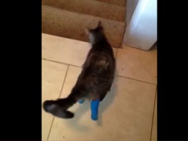 VIDEO: Boots the cat walks down stairs on her front paws will adjusting to her prosthetic hindlimbs.