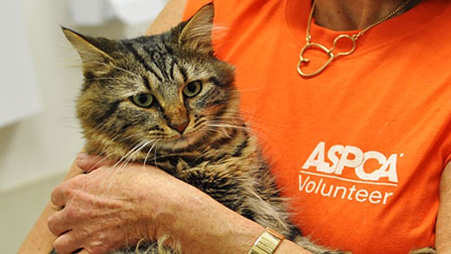 Fospice Program Provides Homes For Elderly Animals Abc News