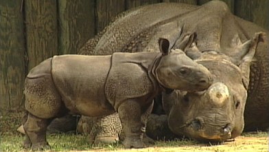 baby rhinoceros sound