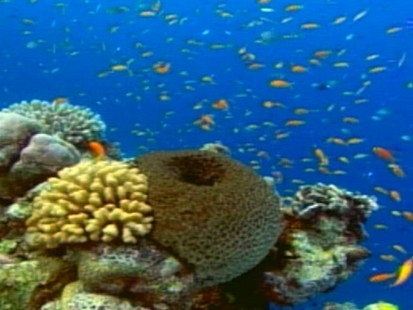 VIDEO: Greenhouse gases are destroying animals in the ocean.