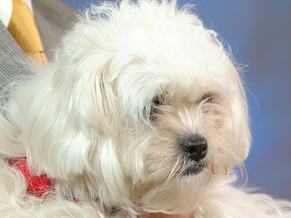 VIDEO: Household Items That Can Help Treat Your Pet