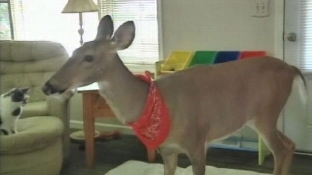 pet deer