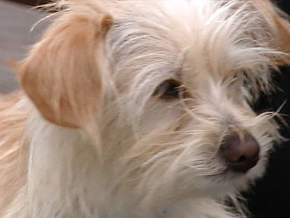 VIDEO: Vegan Diets for Pets