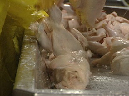 VIDEO: Is Your Chicken Safe From Salmonella