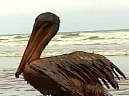 VIDEO: Protecting the Wildlife