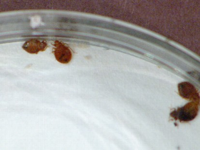 VIDEO: Avoid Bedbug Infestation