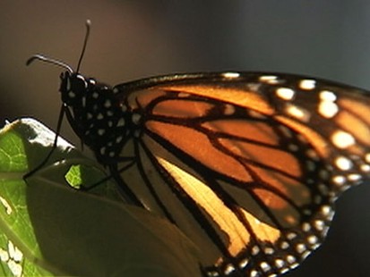 VIDEO: Scientists Concerned About Monarch Population