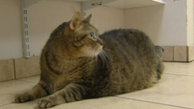 Obese Cat Tiny Tim Loses Weight on Strict Diet Video - ABC News