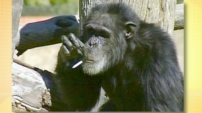 oakland zoo jimmy smoking chimpanzee