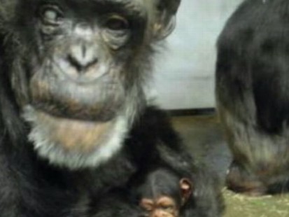 VIDEO: Old Chimp Has Baby