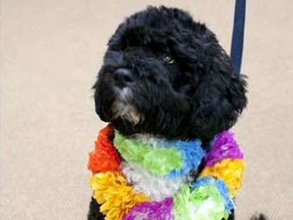 VIDEO: First Family Gets a First Pet