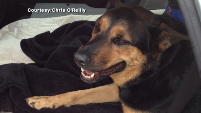VIDEO: The decision on where the abandoned dog will ultimately live could take months.
