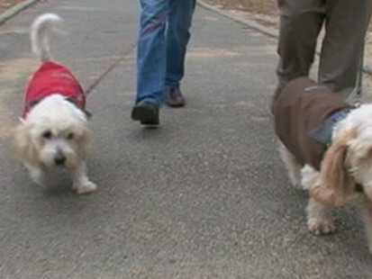 VIDEO: Are Coats for Dogs Necessary?