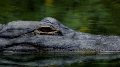 911 Call Audio  Florida Everglades Alligator Attack Gator Attacks