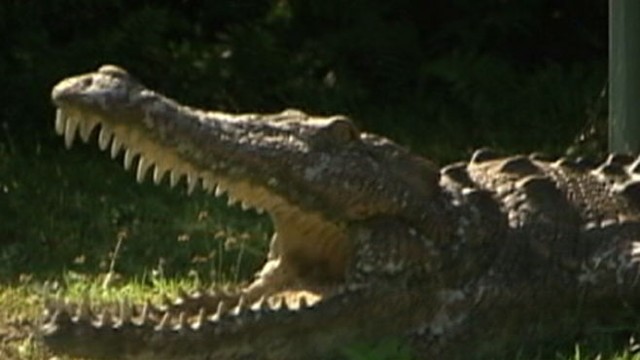 Gator Boys' on Animal Planet: Stars Reveal Huge Risks Behind the Scenes -  Good Morning America