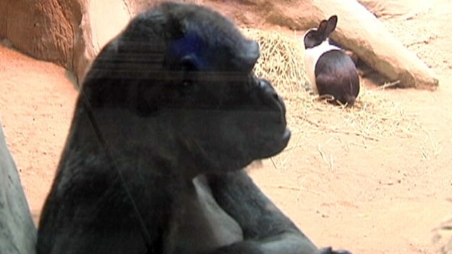 VIDEO: An elderly gorilla and a Dutch rabbit are newfound friends at the Erie Zoo.