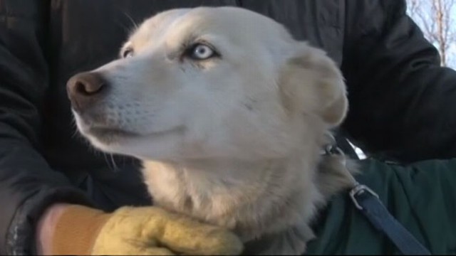 leon missing iditarod dog