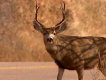 VIDEO: Buck Flies Through Car