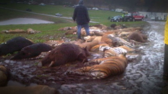 Escaped Wild Animals in Ohio Mostly Accounted For Video - ABC News