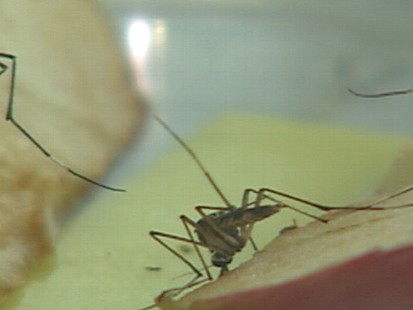VIDEO: Dengue Fever