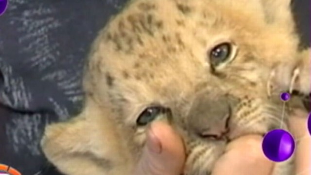 VIDEO: Baby Liliger Born at Siberian Zoo