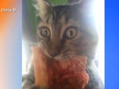 VIDEO: Cat Chows Down on Pizza, Wont Share