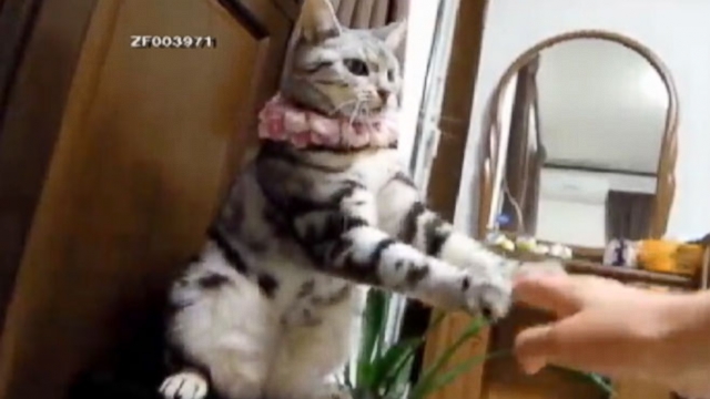 the dancing cat video