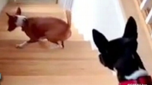 Dog Walks Backwards Up Stairs Video - ABC News