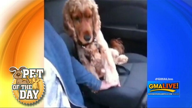 VIDEO: Nervous Dog Likes to Hold Hands in Car