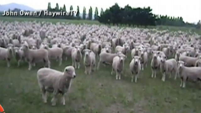 Video These New Zealand Sheep Love a Good Protest - ABC News