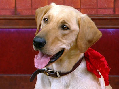 VIDEO: Clyde Star of Marley and Me