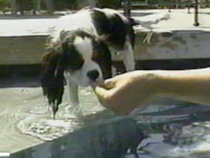 VIDEO: Pool Safety for your Pet