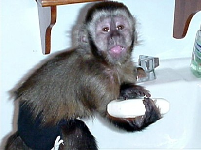 Monkey