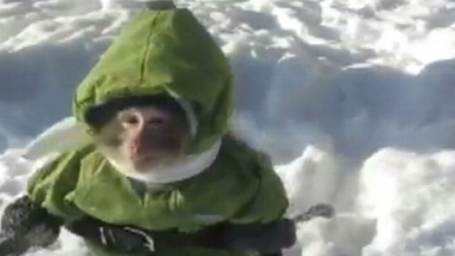 Video Monkey Wears Snow Suit in Funny YouTube Video - ABC News