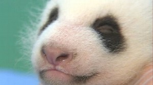 Baby Panda S Too Cute Debut Video Abc News