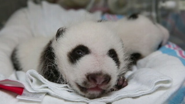 Giant Panda Cub's Birth Celebrated at National Zoo - Good Morning America