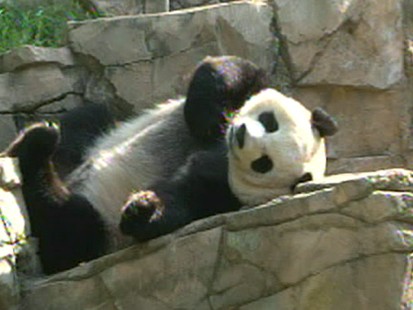 VIDEO: Wildlife expert argues Pandas should be allowed to go extinct.