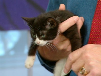 Kitten