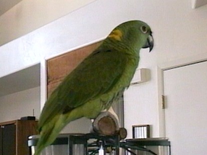 Exotic Bird