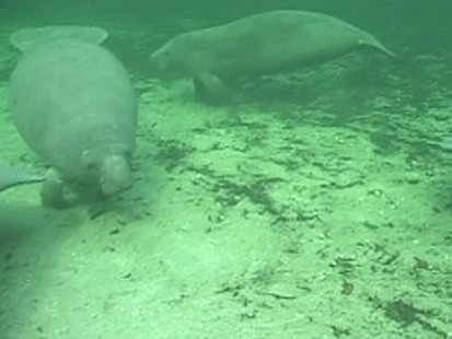 VIDEO: After more than 26 years at SeaWorld, Rita is released into the wild.