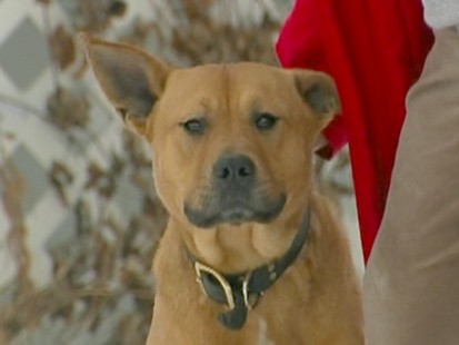 Economy Forces Owner to Give up Pup