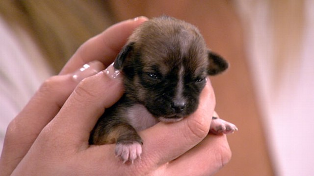 tiniest puppy