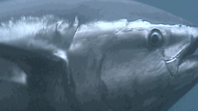 VIDEO: Some tuna are carrying radioactive contamination from Japans power-plant leak.